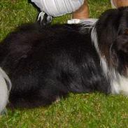 Pekingeser Kongsgaard´s Stardust 