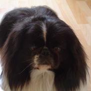 Pekingeser Kongsgaard´s Stardust 