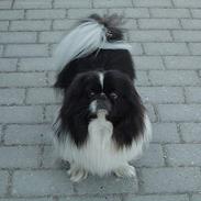 Pekingeser Kongsgaard´s Stardust 