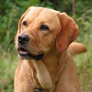 Labrador retriever Malick