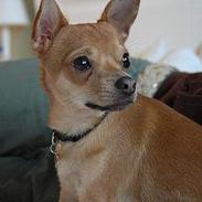 Chihuahua Zephyr
