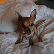 Chihuahua Zephyr
