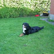 Berner sennenhund Harley