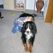 Berner sennenhund Harley