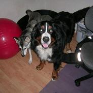 Berner sennenhund Harley