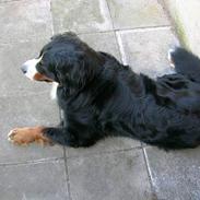 Berner sennenhund Harley