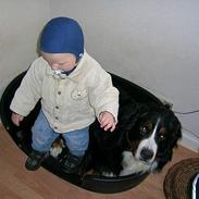 Berner sennenhund Harley