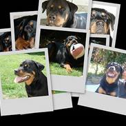 Rottweiler Tosca *Cue Beauty*