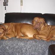 Dogue de bordeaux Freja - Død marts 2012.