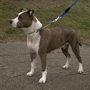 Amerikansk staffordshire terrier Blue Gardian Shadows Cool