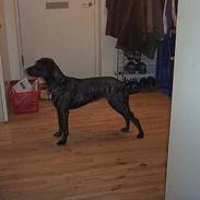 Blanding af racer Tikki