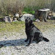 Flat coated retriever Jack Silkitts (i himlen)