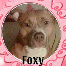 Amerikansk staffordshire terrier Foxy