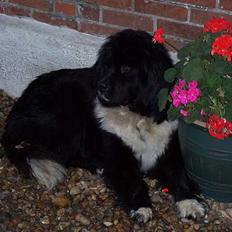 Newfoundlænder laika