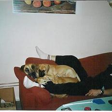 Grand danois **Død**Great Dane's Minie