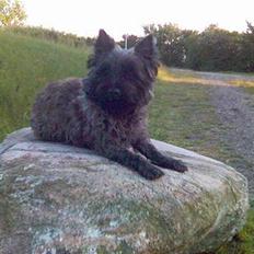 Cairn terrier Tilde