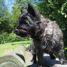 Cairn terrier Tilde