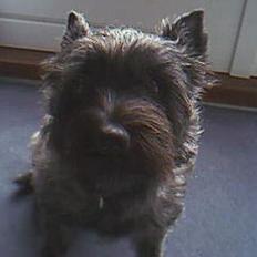 Cairn terrier Tilde