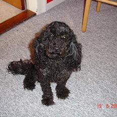 Dværgpuddel Trunte 'RIP*