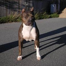 Amerikansk staffordshire terrier Mississippi Red Deep Purp