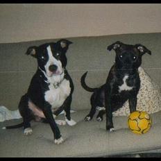 Amerikansk staffordshire terrier Tupac