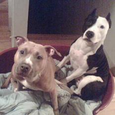 Amerikansk staffordshire terrier Foxy