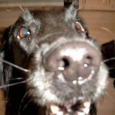 Flat coated retriever Dick