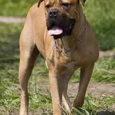 Blanding af racer Harley ~~ R.I.P. ~~