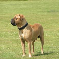 Blanding af racer Harley ~~ R.I.P. ~~