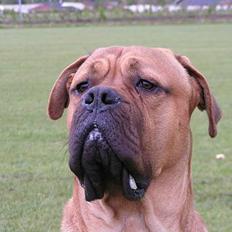 Blanding af racer Harley ~~ R.I.P. ~~