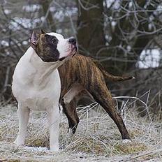 Amerikansk staffordshire terrier Wido Swoboda