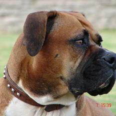 Amerikansk bulldog Tess