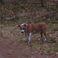 Amerikansk staffordshire terrier Amanda