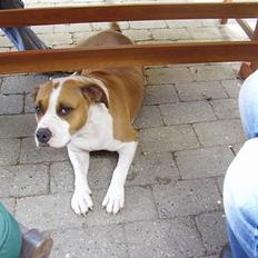 Amerikansk staffordshire terrier Amanda