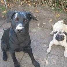 Labrador retriever chiva