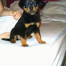 Rottweiler Kaiser