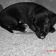 Blanding af racer RC´s Olga