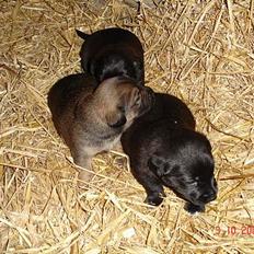 Blanding af racer RC´s Olga