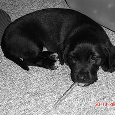 Blanding af racer RC´s Olga