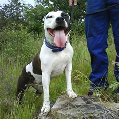 Amerikansk staffordshire terrier Fenja