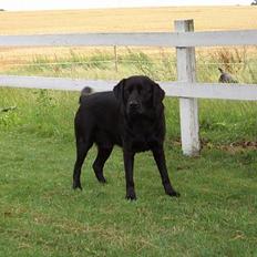 Labrador retriever Oliver