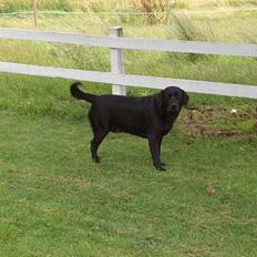 Labrador retriever Oliver
