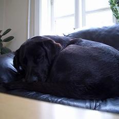 Labrador retriever Oliver