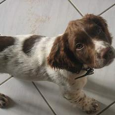 Field Trial spaniel Jason