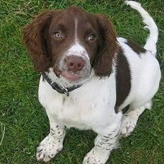 Field Trial spaniel Jason