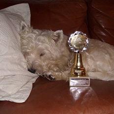 West highland white terrier Jack