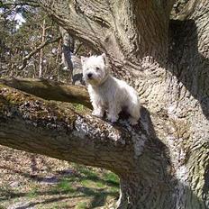 West highland white terrier Jack