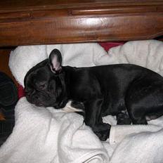 Fransk bulldog Stinger