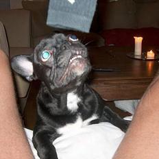 Fransk bulldog Stinger