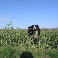 Berner sennenhund Skipper